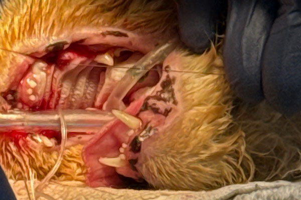 Dog getting teeth examined